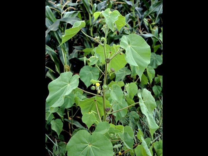 Abutilon à pétales jaunes(Abutilon theophrasti)_8