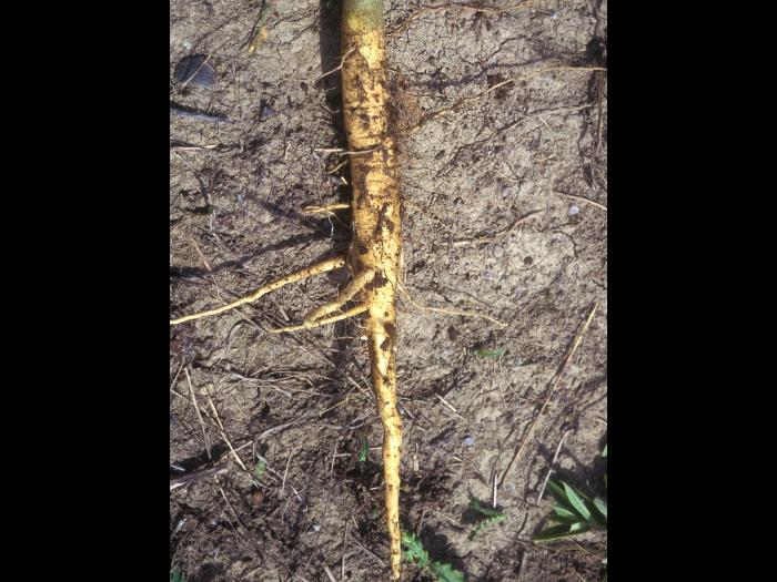 Abutilon à pétales jaunes(Abutilon theophrasti)_10