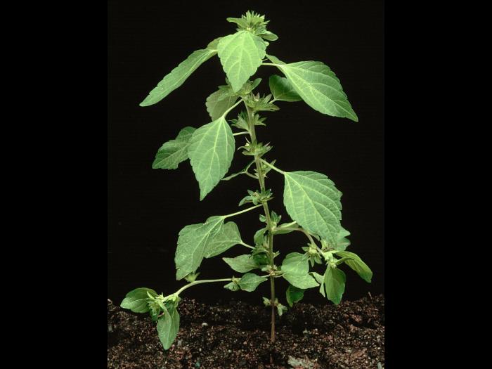 Ricinelle rhomboide (Acalypha rhomboidea)_2