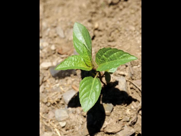 Ricinelle rhomboide (Acalypha rhomboidea)_5