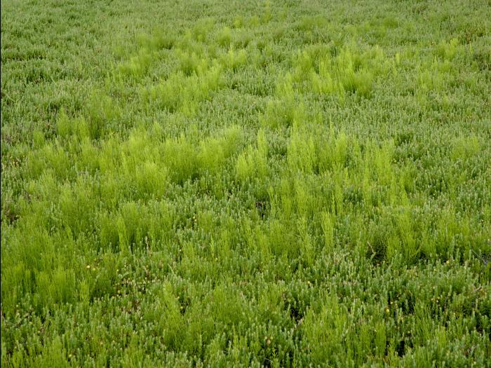 Prêle champs (Equisetum arvense)_15