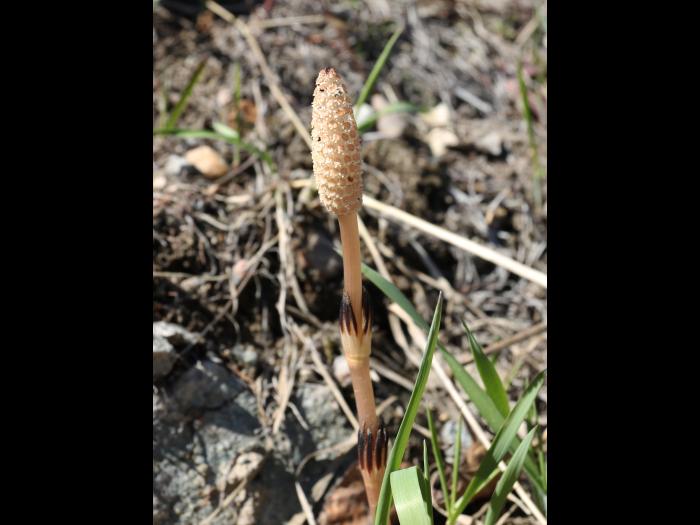 Prêle champs (Equisetum arvense)_30