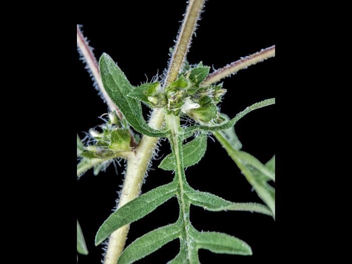 Petite herbe à poux (Ambrosia artemisiifolia)_1