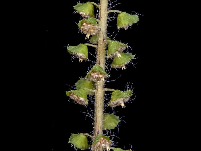 Petite herbe à poux (Ambrosia artemisiifolia)_3