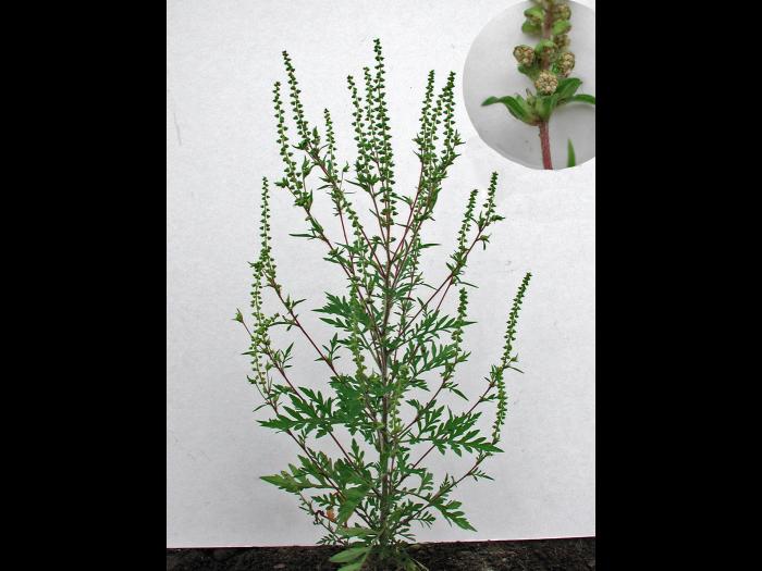 Petite herbe à poux (Ambrosia artemisiifolia)_7