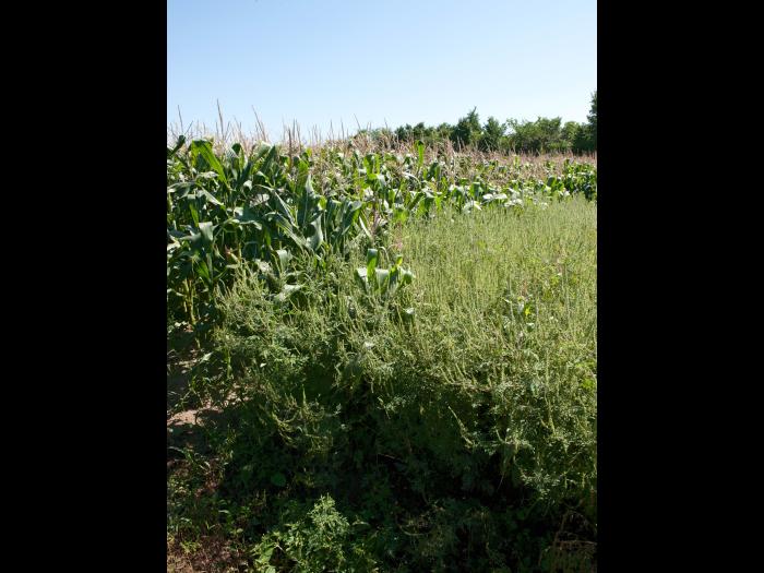 Petite herbe à poux (Ambrosia artemisiifolia)_9