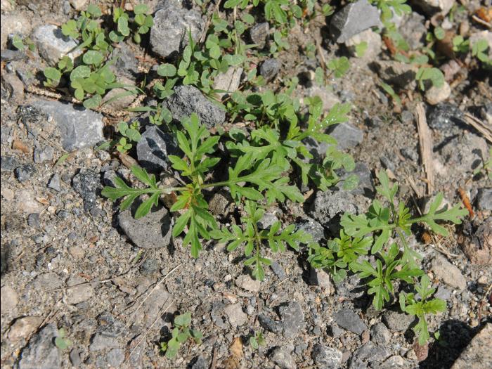 Petite herbe à poux (Ambrosia artemisiifolia)_33