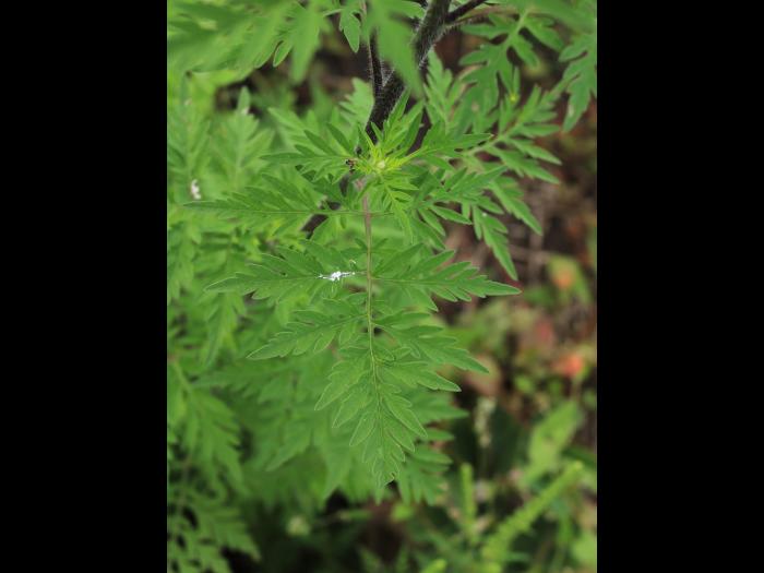 Petite herbe à poux (Ambrosia artemisiifolia)_35