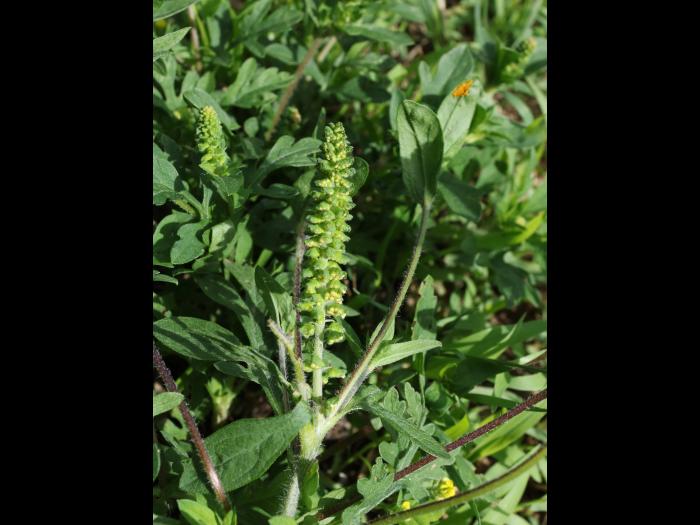 Petite herbe à poux (Ambrosia artemisiifolia)_37