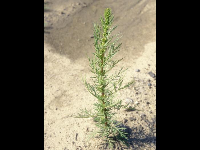 Armoise bisannuelle(Artemisia biennis)_12