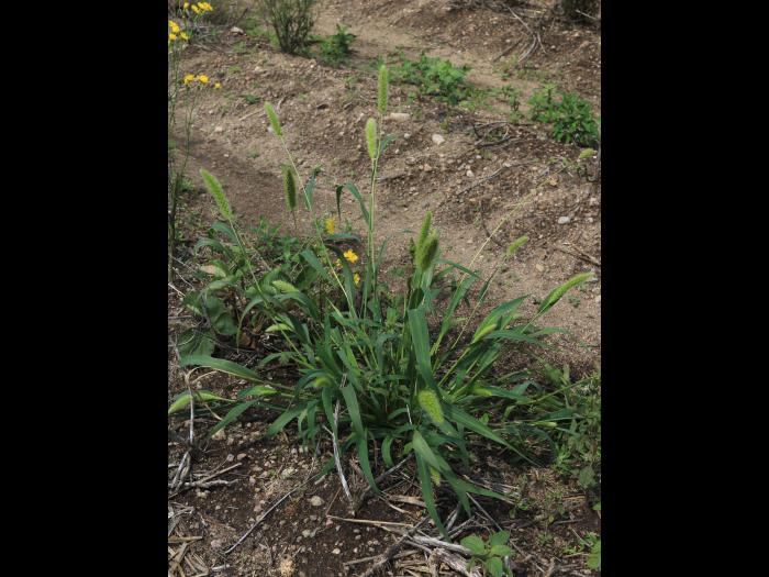 Sétaire géante (Setaria faber)_17