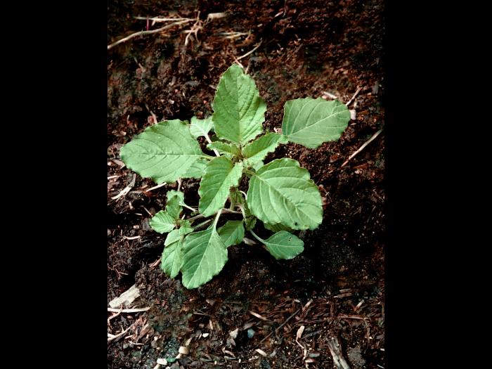 Amarante à racine rouge(Amaranthus retroflexus)_2