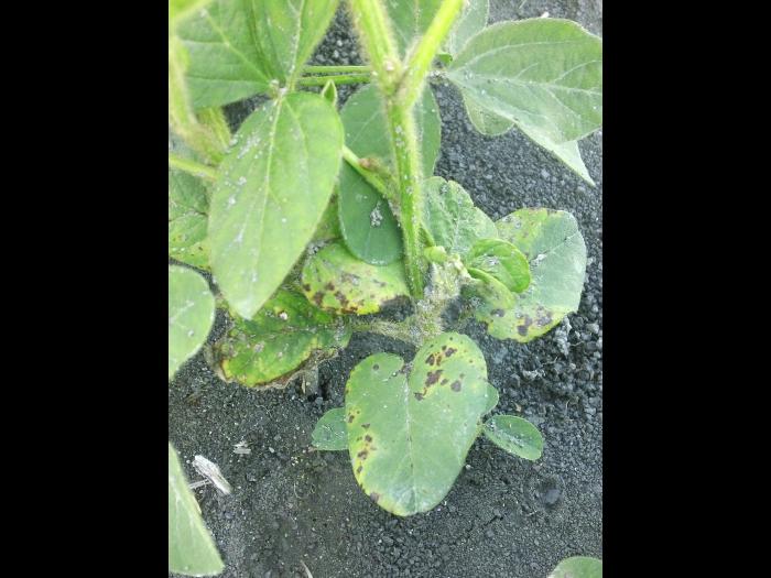 Soya - carfentrazone ethyle (14)_3