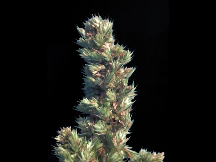 Amarante à racine rouge(Amaranthus retroflexus)_9