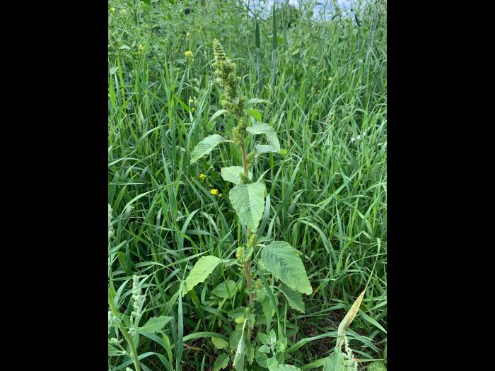 Amarante à racine rouge(Amaranthus retroflexus)_19