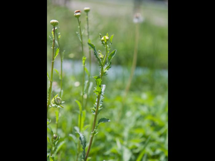 Marguerite blanche (Leucanthemum vulgare)_8
