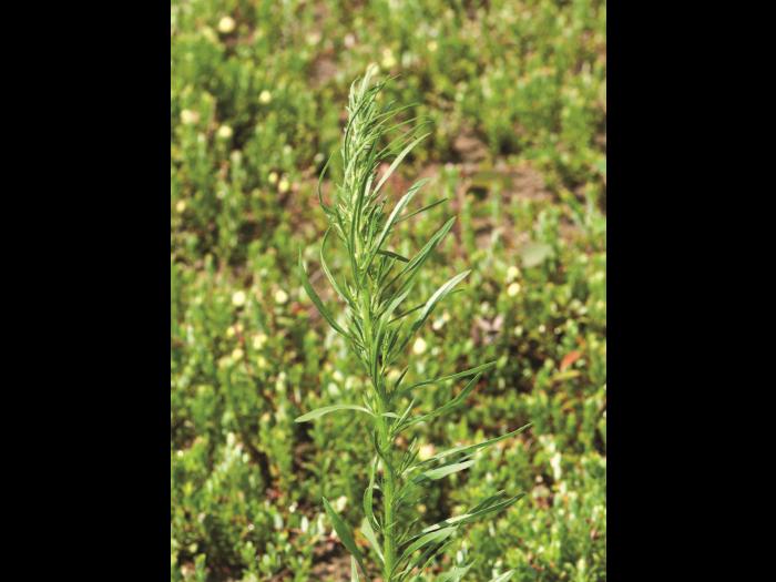Vergerette du Canada(Erigeron canadensis)_11