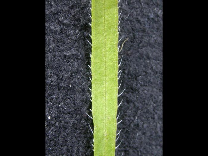 Vergerette du Canada(Erigeron canadensis)_15