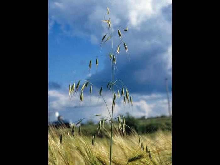 Folle avoine (Avena fatua)_6