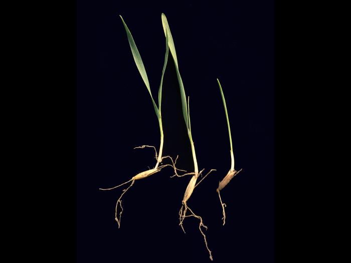 Folle avoine (Avena fatua)_8