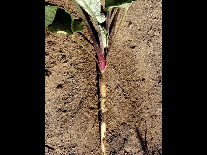 Petite bardane (Arctium minus)_4