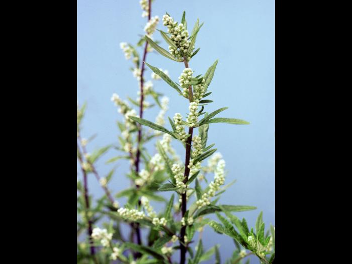 Armoise vulgaire(Artemisia vulgaris)_4