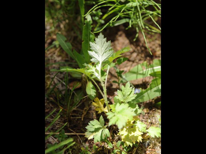 Armoise vulgaire(Artemisia vulgaris)_17