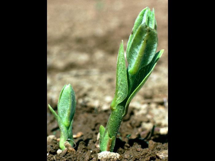 Asclépiade commune (Asclepias syriaca)_3