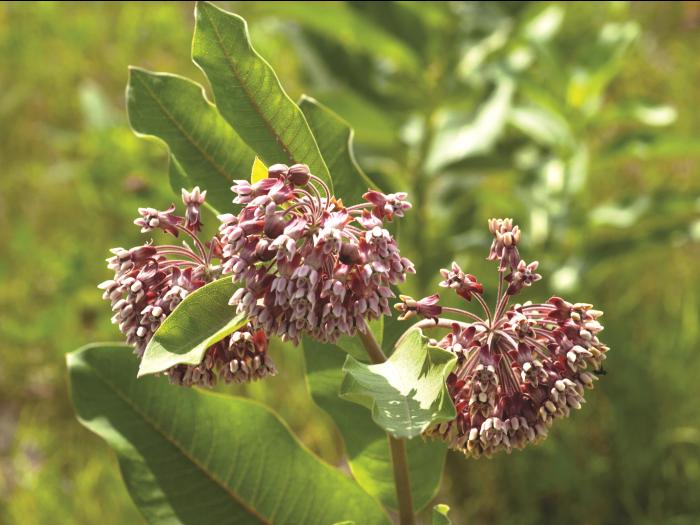 Asclépiade commune (Asclepias syriaca)_7