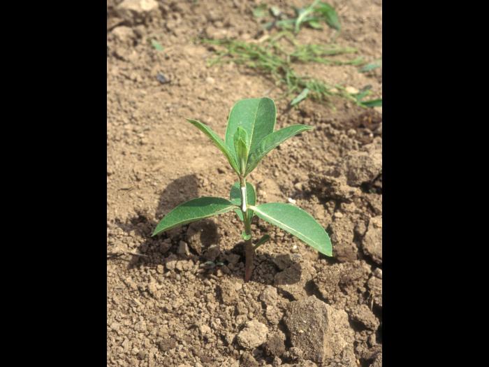 Asclépiade commune (Asclepias syriaca)_16