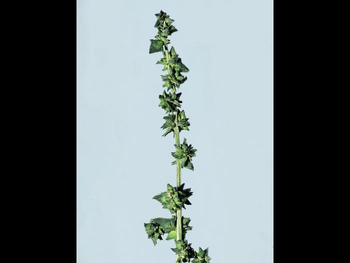 Arroche étalée(Atriplex patula)_4
