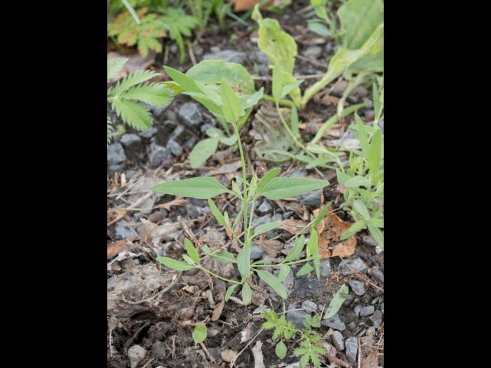 Arroche étalée(Atriplex patula)_11