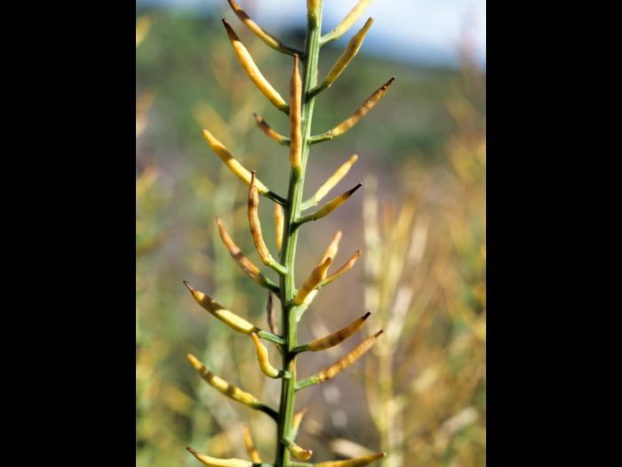 Barbarée vulgaire(Barbarea vulgaris)_6