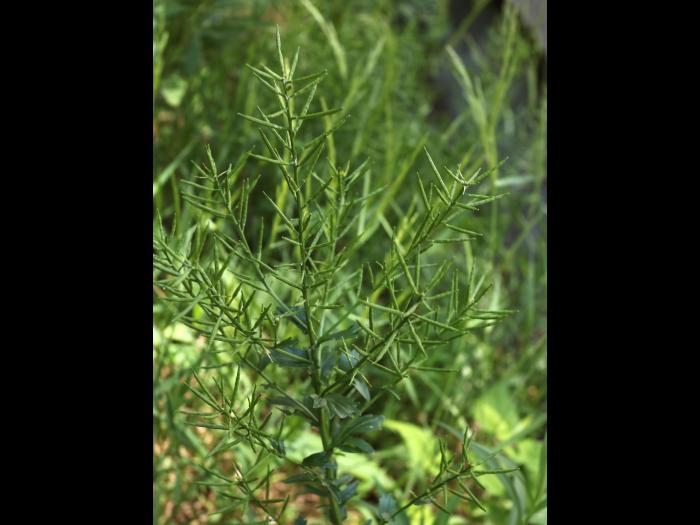 Barbarée vulgaire(Barbarea vulgaris)_19