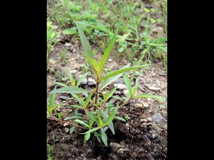 Bident penché(Bidens cernua)_2