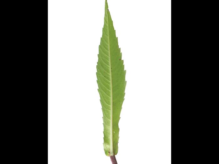 Bident penché(Bidens cernua)_6