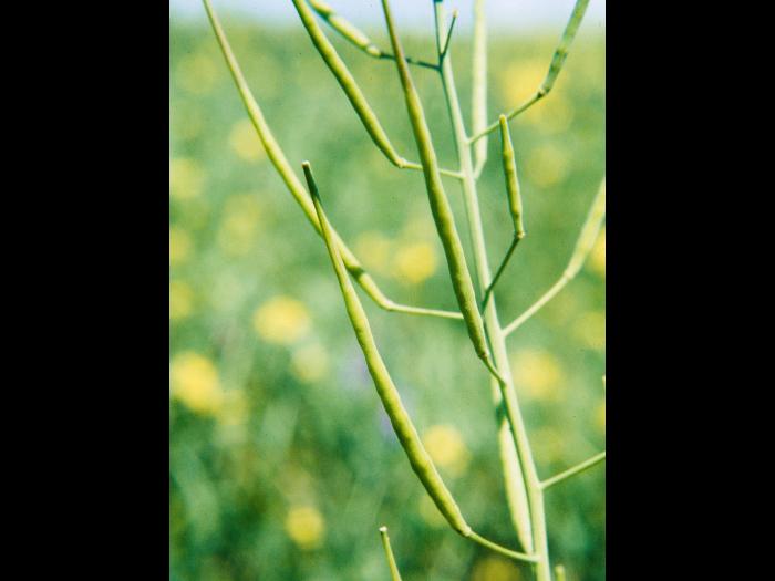 Moutarde oiseaux (Brassica rapa)_5