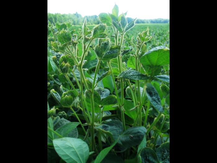 Soya - dicamba (4)_14