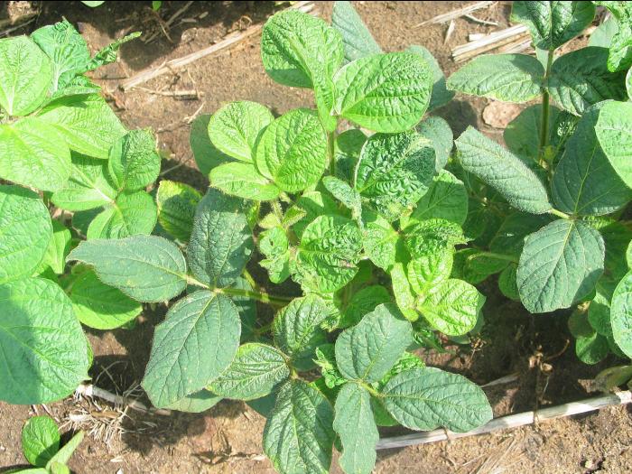 Soya - dicamba (4)_16