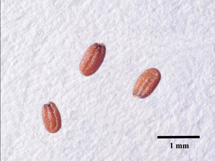 Bourse pasteur(Capsella bursa-pastoris)_11