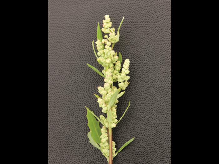 Chénopode blanc(Chenopodium album)_6