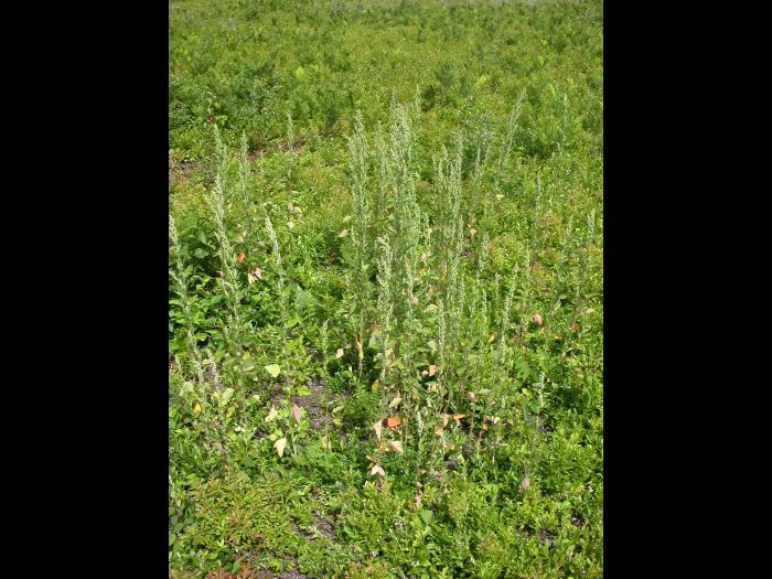 Chénopode blanc(Chenopodium album)_12