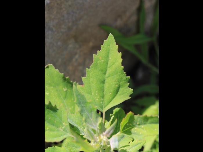 Chénopode blanc(Chenopodium album)_23