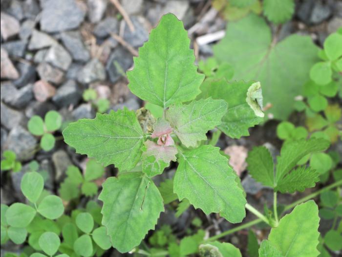 Chénopode blanc(Chenopodium album)_27