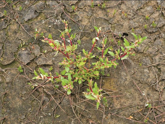 Chénopode glauque(Oxybasis glauca)_6