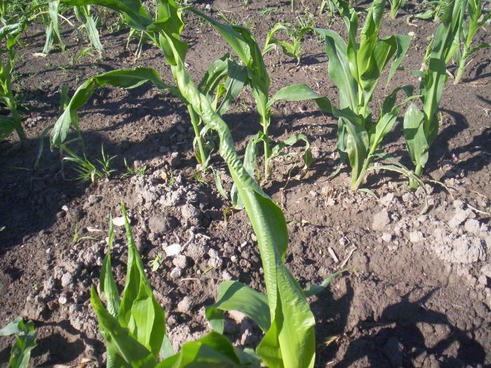 Maïs grain et fourrager - dicamba (4)_8