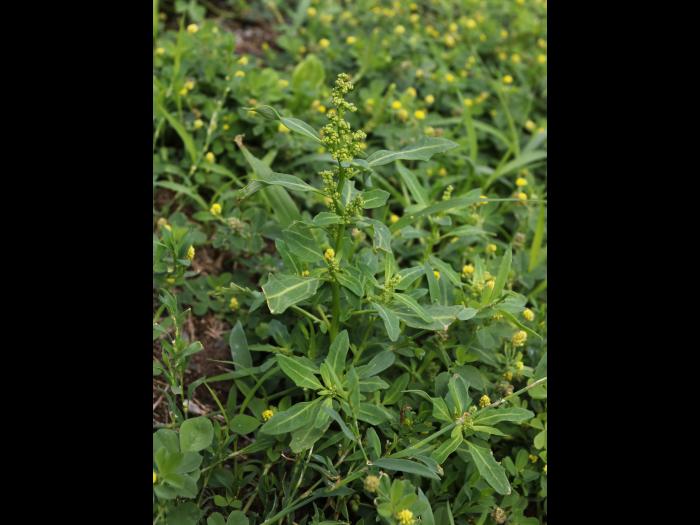 Chénopode glauque(Oxybasis glauca)_18