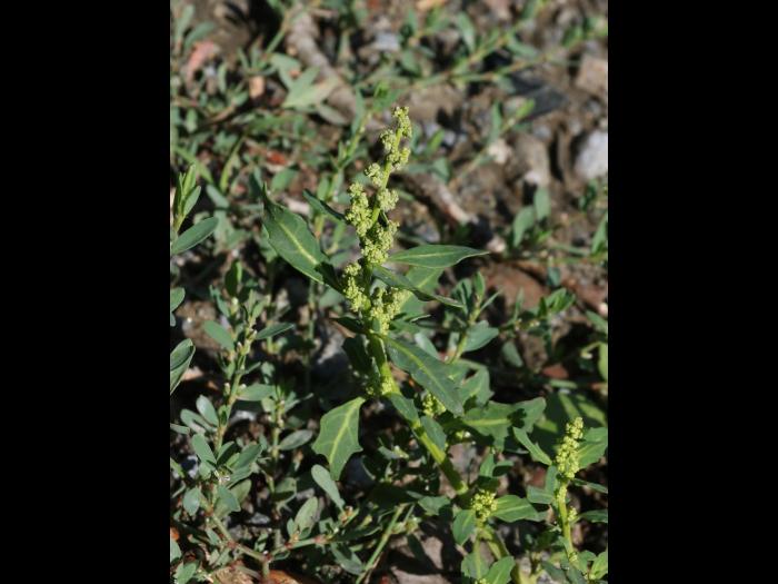 Chénopode glauque(Oxybasis glauca)_19
