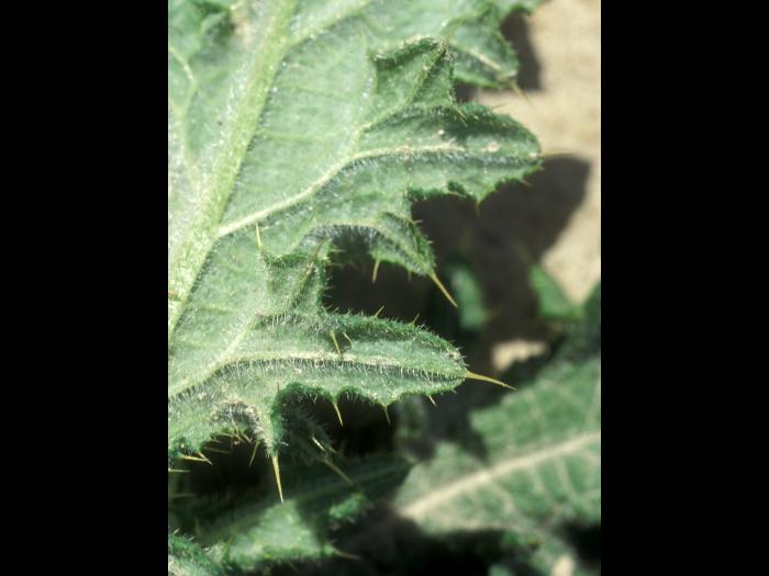 Chardon vulgaire(Cirsium vulgare)_9