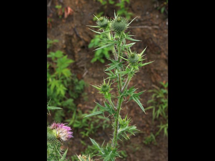 Chardon vulgaire(Cirsium vulgare)_16